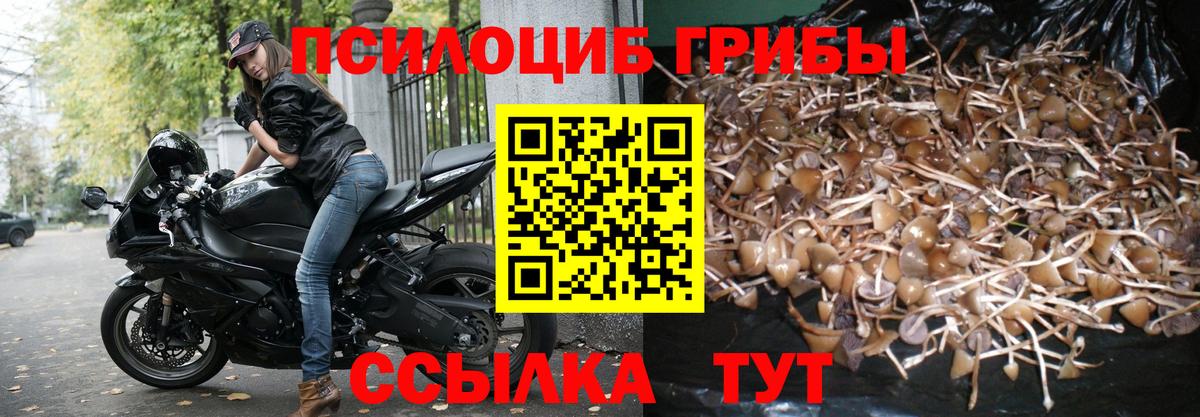 Дятьково  Псилоцибиновые грибы GOLDEN TEACHER  магазин  наркотиков  Вход с VPN 